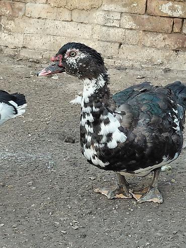 Другие с/х животные: Продаю куры, петух, индоутки Беловодске — 6