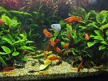 akvarium baligi: Ansistrus, Sülhsevər, Pulsuz çatdırılma — 2