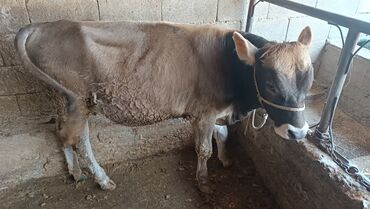 Коровы, быки: Продаю | Бык (самец) | Швицкая | На откорм | Искусственник