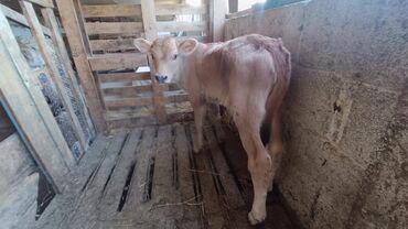 животные корова: Продаю | Тёлка, Музоо, торпок | Алатауская | Для разведения, Для молока