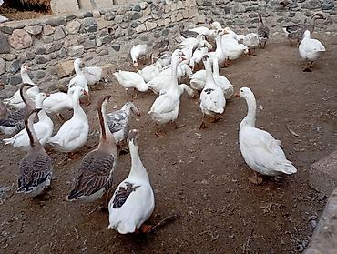 ucuz pitbul: Salam damazlıq və ətlik qazlar cavan qazlardı vatsap nömrəsi 055 324 — 5