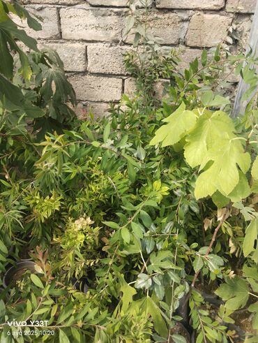 Ağaclar: Satılır: dekorativ bitkilər toplusu - Gül kolları (mini/çalı tipli) – — 19