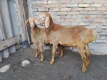 Кочкорлор, койлор: Сатам | Кочкор (эркек) | Гиссар | Көбөйтүү үчүн | Асыл тукумдуу — 1