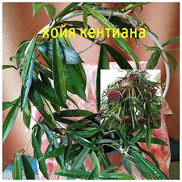 Хойи: Детки сортовой хойи, цены уточнять — 5