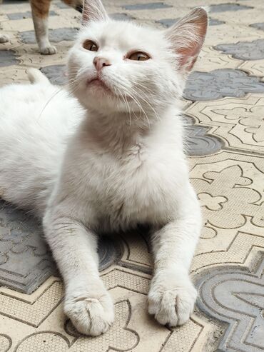 Отдам даром кошку: 6 месяцев, Мальчик, Метис — 9