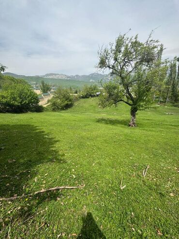 bineqedi qesebesinde evler: 50 sot, Bələdiyyə, Kupça (Çıxarış)