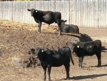 Коровы, быки: Продаю | Бык (самец)