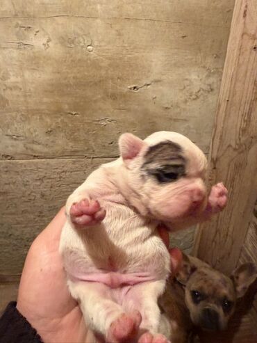 İtlər: Amerikan buldoqu, 1 ay, Peyvəndli, Ödənişli çatdırılma — 14