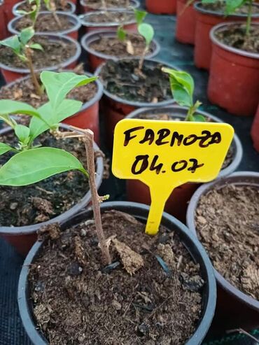 Ostale kućne biljke: Ožiljene bogumile po 900 — 7