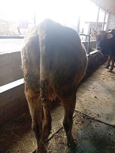 Коровы, быки: Продаю | Корова (самка) | Полукровка | Для молока | Привязанные — 5