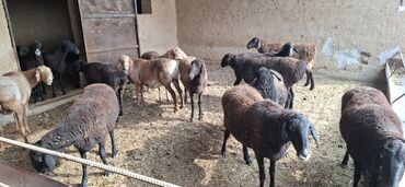 продажа баранов в бишкеке: Продаю | Овца (самка) | Полукровка | На забой