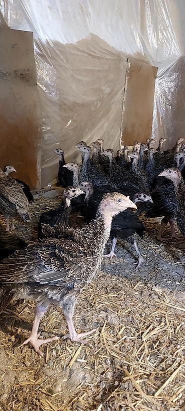 quzu qiyməti: Kanada sortudu 2 ay yarımlıxdı sağlam cücələrdi qiyməti 22 manatdı — 2