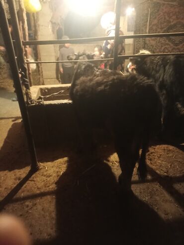 Коровы, быки: Продаю | Музоо, торпок | На откорм | Привязанные — 8