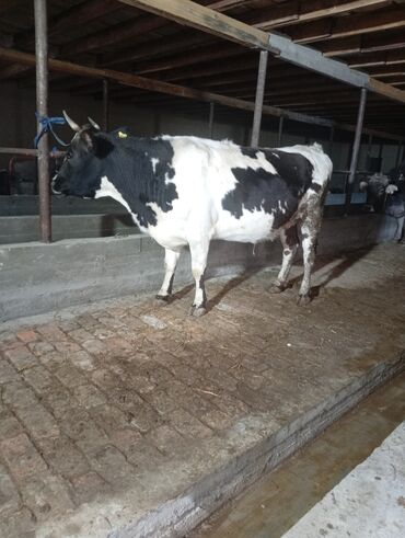 Коровы, быки: Продаю | Корова (самка) | Для молока | Привязанные at lalafo.kg — 4 Коровы, быки: Продаю | Корова (самка) | Для молока | Привязанные — 4