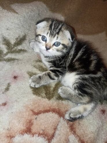 шотландская вислоухая кошка шиншилла: Продаётся девочка котёнок! Возраст 2 месяца.Все кушает,приучена к