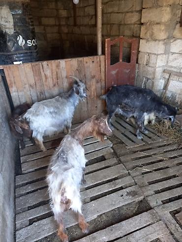 bala keci: 3 ana keci 2 si ekiz balali 1 i tek bala ile 1 eded de cepisdi. Unvan — 10