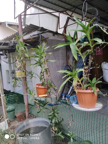 Декоративные цветы: Продаю: 1. Золотой Ус, большой. Цена за один корень 650 сом. — 7