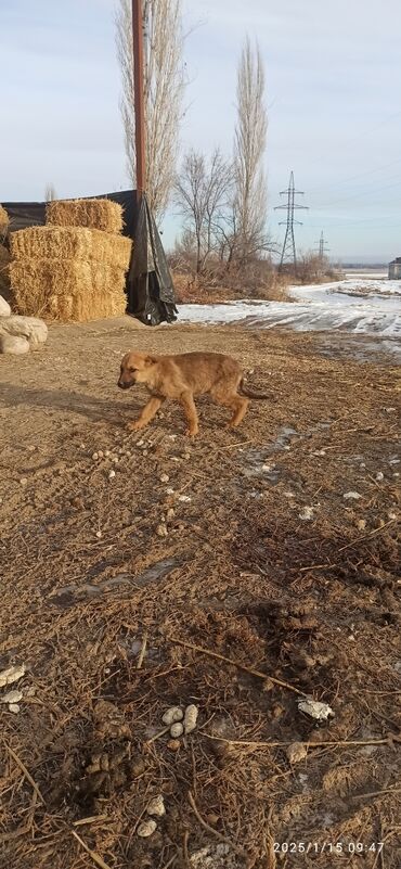 собаки кошки: Бельгийская овчарка, 3 месяца, Самка