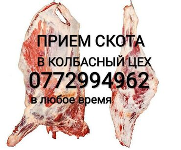 539 объявлений | ЖИВОТНЫЕ: Куплю | Коровы, быки | Любое состояние