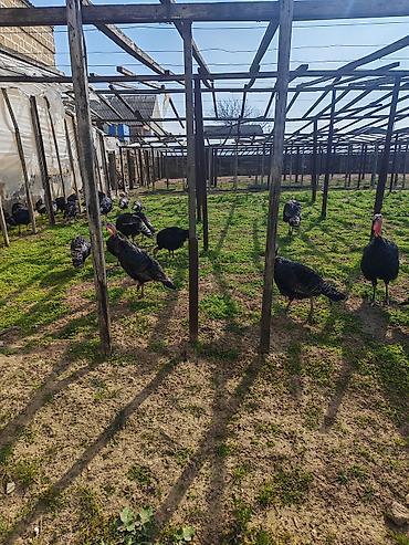 Heyvanlar: 🥚 Damazlıq yumurta 2.50 🐥 Sağlam və aktiv balalar 7.50 manat ✅ Güclü — 4