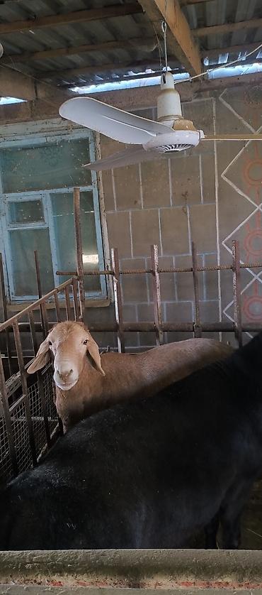 Баран, овца: Продаю | Баран (самец) | Для разведения | Племенные — 2