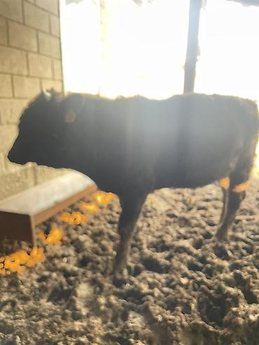 Коровы, быки: Продаю | Бык (самец) | Полукровка | На откорм — 5