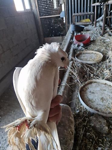 Другие с/х животные: Порода: СРОЧНО МОГУ ПРОДАТЬ ОПТОМ ЦЕНОЙ НЕ ОБИДЕМ декоративные голуби — 5