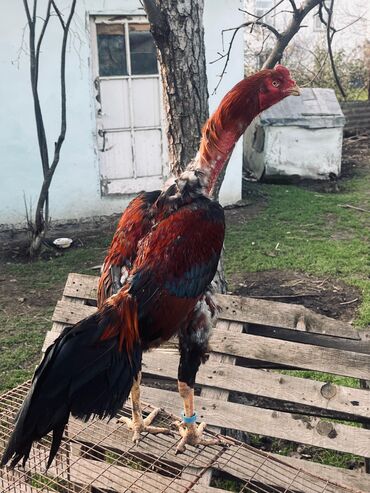 Cücələr: Toyuq cücələri, Damazlıq — 14