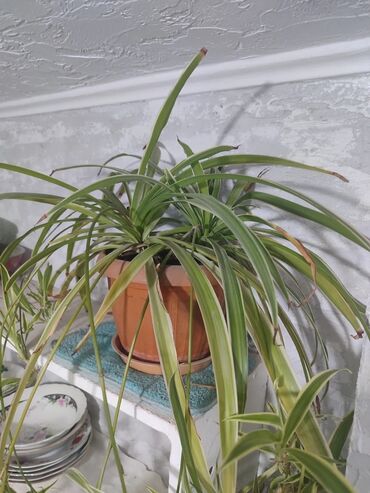 Хлорофитумы: Продаю комнатные цветы Сансевиерия-250сом (тещин язык ) Хлорофитум — 7