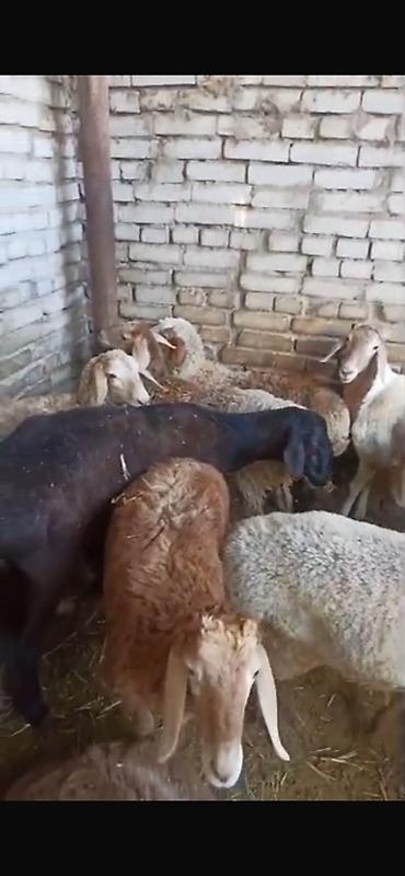 баранина живой: Продаю | Баран (самец) | Полукровка | На забой, Для разведения — 2