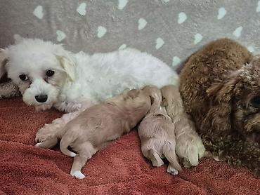Psi: Maltipoo štenci, prelepe bebe Na prodaju prelepi štenci maltipoo na lalafo.rs — 8 Psi: Maltipoo štenci, prelepe bebe Na prodaju prelepi štenci maltipoo — 8