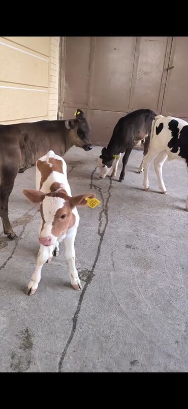 bmw 3 серия 330xd at: Satış üçün, buzovlar. Məhsul: qulaq nişanlı buzovlar - Şəkillərdə bir