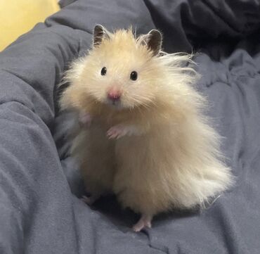 Хомяки: Продаются хомячки джунгарские, сирийские, ангорские пушистые хомячки — 11