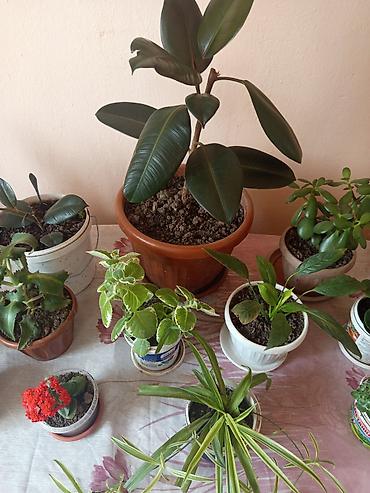 Другие комнатные растения: Комнатные растения в горшках Предлагаются комнатные растения на — 7