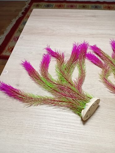 Akvariumlar: Akvaryum uzunluqu 70 eni 26 hündürlüy 46 dı boş 40 man dekor və otlar — 6