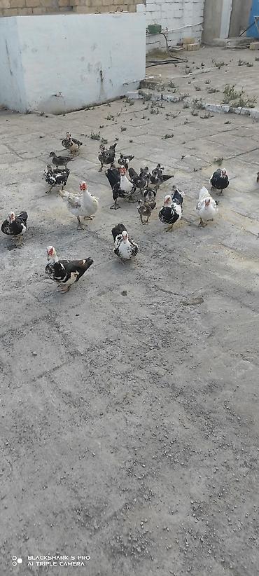 Сельхозптицы: Muscovy Lal ördəklər (indoutka) – yaşlı və bala qarışıq sürü - Cins — 2