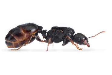 Gəmiricilər: Tetramorium caespitum