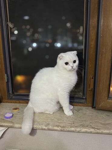 Pişiklər: Şotland, Dişi, Yaxşı əllərə, Pulsuz çatdırılma -da lalafo.az — 2 Pişiklər: Şotland, Dişi, Yaxşı əllərə, Pulsuz çatdırılma — 2