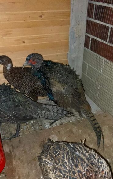 доска объявлений пчелы: Qırqovul 5 ədəd qalıb.2 erkək 3 dişi Tərəvəz və təbii yemlərlə