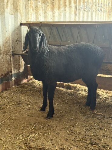 Бараны, овцы: Продаю | Овца (самка) | Для разведения — 10