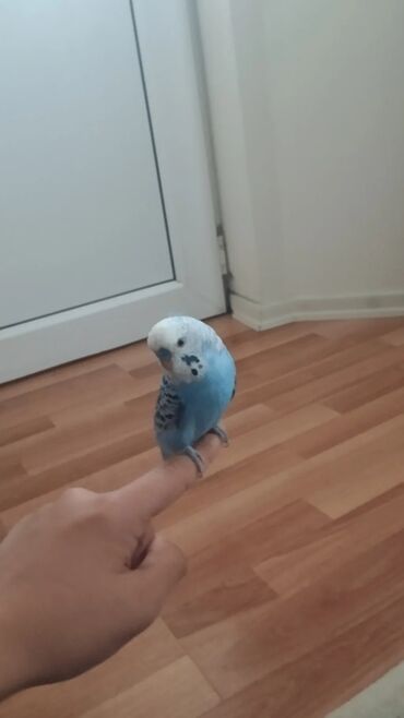 Tutuquşları: Məhsul: Dalğalı tutuquşu (budağı/əlin üstündə durmağa öyrəşmiş) — 10