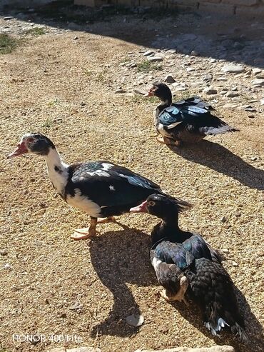 İtlər: Məhsul: Musk ördəkləri (Indoutka) Təsvir: - Şəkillərdə iri cüssəli