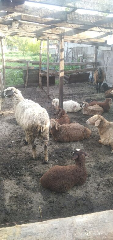 Бараны, овцы: Продаю свои бараны оптом 20 голов 12 ягнят 8 зрослых . срочно