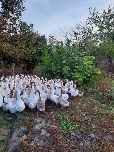 çöl qazı: Satış: Qaz sürüsü Məhsul təsviri: - Böyük sayda ev qazı (ağ və ağ-boz — 1