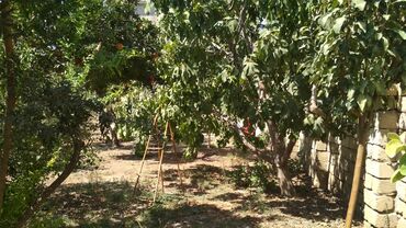 Torpaq sahələrinin satışı: 3 sot, Tikinti, Maklerlər narahat etməsin, Kupça (Çıxarış) -da lalafo.az — 9 Torpaq sahələrinin satışı: 3 sot, Tikinti, Maklerlər narahat etməsin, Kupça (Çıxarış) — 9