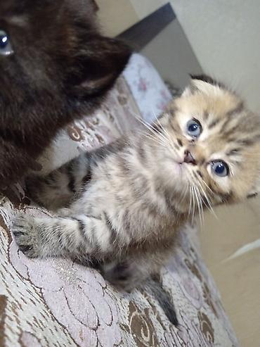 Pişiklər: Britan — 9