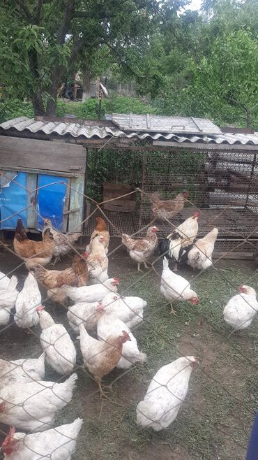 продаю куры несушки: Продаю | Куры | Несушки