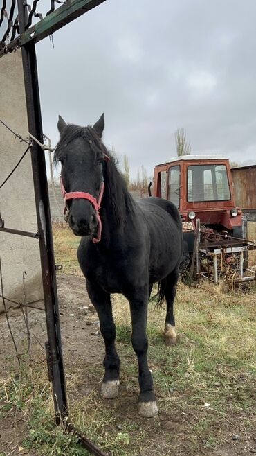 охотичий собака: Сатам | Жылкы (эркек) | Жумушка | Асыл тукумдуу
