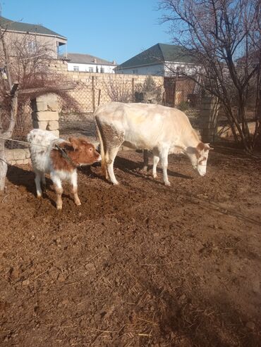 Inəklər, öküzlər: Simental tipli inəklər və buzağı - salam aleykum qirmizi inek 20 — 6