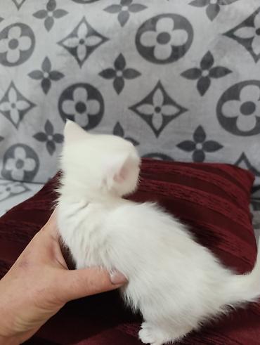 тай кони: Продам котят — 5